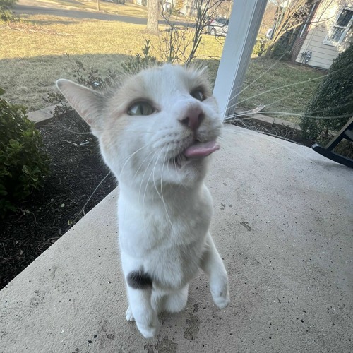 battle against cat in tv