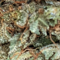 足取り緑孤独の集団Beat's by Shin