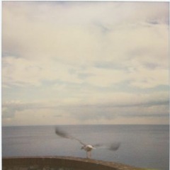 Shamrain - Drifter