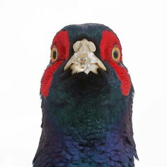 Pheasant Stuck In My Chimney