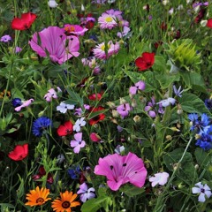 Les contes dans l'oreille : Le Retour des fleurs
