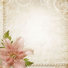 pink lily