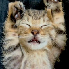 2024.03.16 WAVES Decompression, Abercrombie Hotel, Sydney