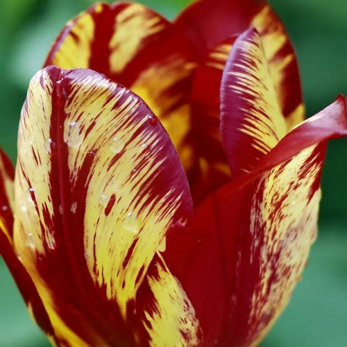 Tulips II
