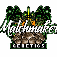 Matchmaker Genetics PakaloloInParadise - NW47 12/11/22