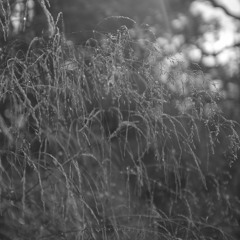 Untitled Jungle Dub