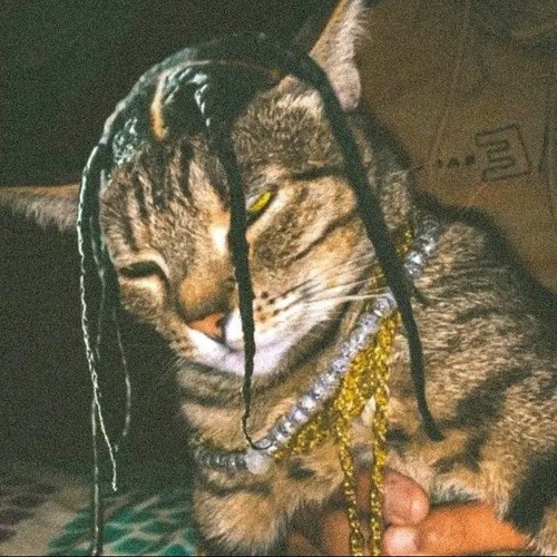 Cat with it's balls stuck in a fence.mp3