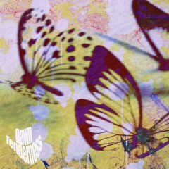 Dawn Tenderness - Butterflies