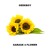 Artwork for GARAGE 4 FLOWER