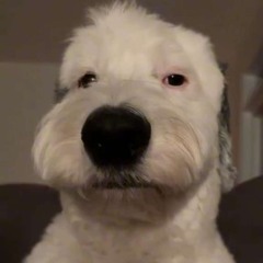 yori lash out cover draft 2