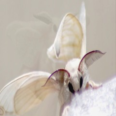 moths (realber1 + dullxx)