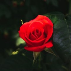 Saif Adam- Like A Rose (Vocals only)