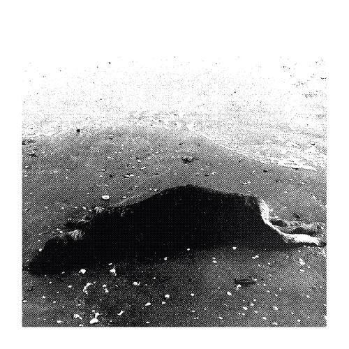 Ô Paradis & Nový Svět  - Barcelona!