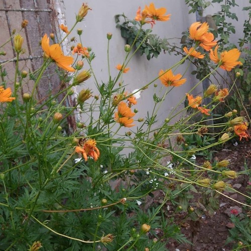 jardim de goivos com uma só muda
