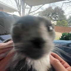 LIKKA W/ RIFFEY (+AVAST) *on all platforms*