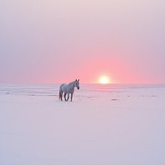 Frozen (Ой Мороз)