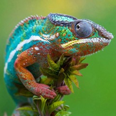 Fresh Produce 45 - Spawn Taneous