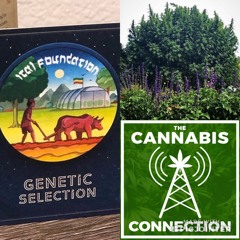 Ital Foundation - The Cannabis Connection Show 01/31/2020