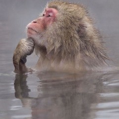 Snow Monkey