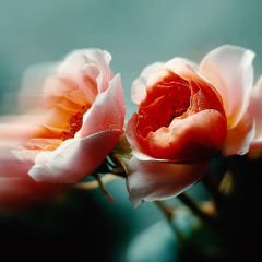 la soledad del mundo exterior (drn_011 - extendido)