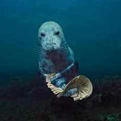 do u baby! (prod.scrt x slvmp)