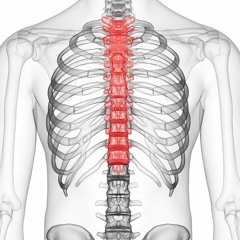 Грудной отдел