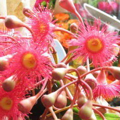 Discjose House - Im just a Starving(scam)Artist