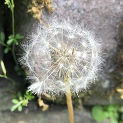 Pieces of Eden