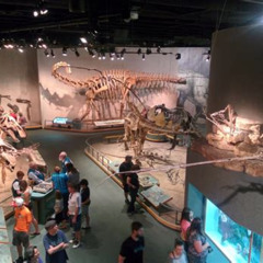 Best Discover The Denver Museum Of Nature And Science Ebt Card Benefits More Tours Review