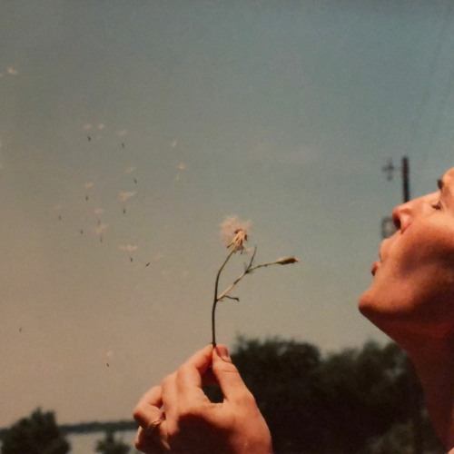 Dandelion