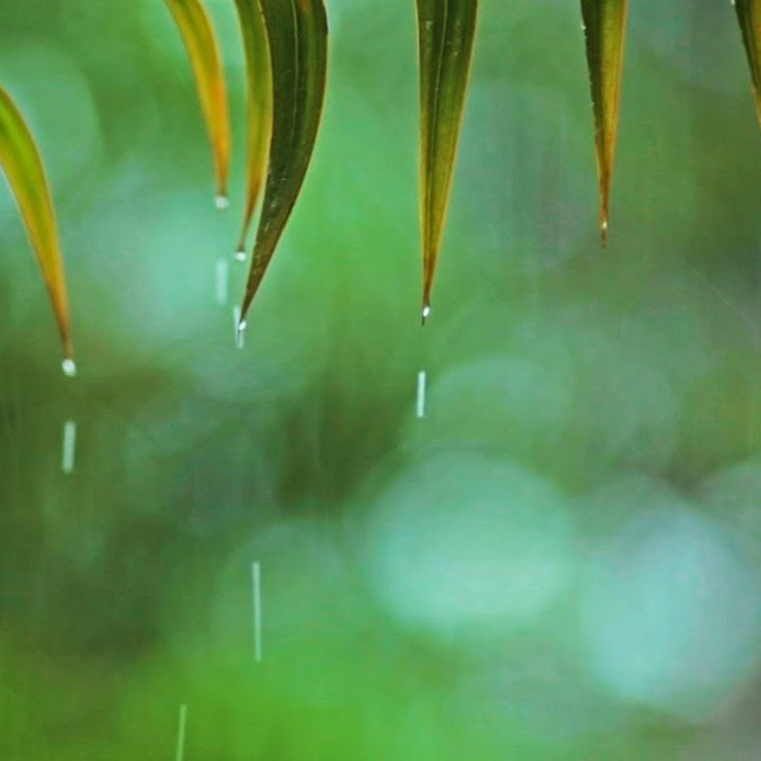 Stream Relaxing Music & Soft Rain Sounds: Relaxing Piano Music, Sleep ...