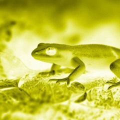 Salamander