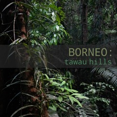 Borneo - Tawau Hills - Album Sample
