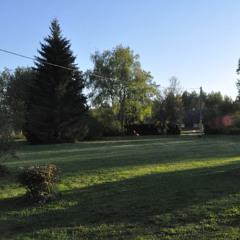 Evening Chorus (2) - 7th of May 2024-9.43pm - Palupohja