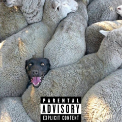 NOT THE ONE [Rollie]