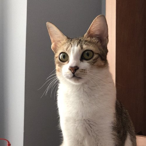 bài cover cũ nhưng Mastee phối cho con beat xịn hơn