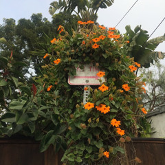 01 a passing visit 1 1