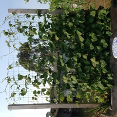 86.13 Bpm Peaceful Guitar Loop Recording