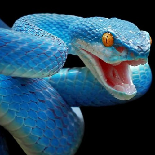 Planetary devastation - l'étranglement (la callin remix)