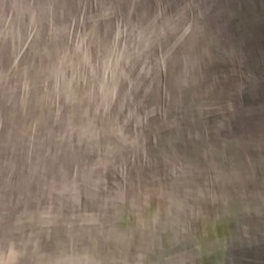 suzanne (take 02 - dying rain)