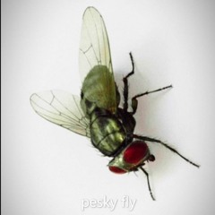pesky fly