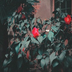 Blossom W/ Saleh Beats