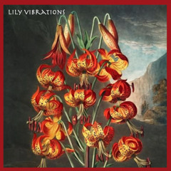 Lily Vibrations