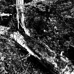 Out of the Woods