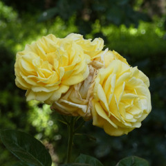 Damask rose