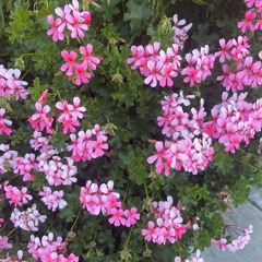 Gracie Abrams - Let It Happen [Trocuto Piano Rework] v1