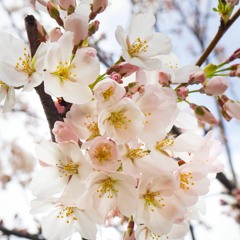 A Song of Spring