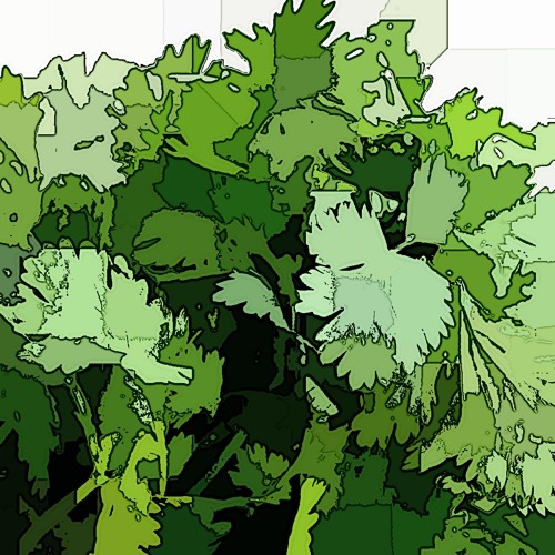 petroselinum crispum - tau mu (c3)