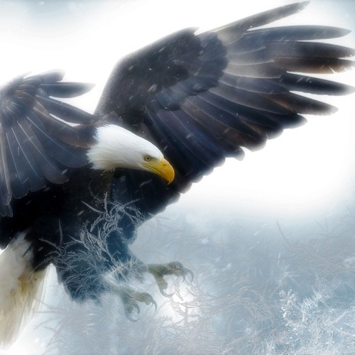 Eagle 2024