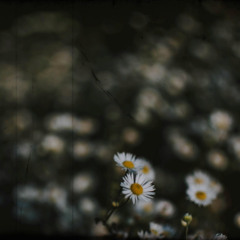 Margaret | Collaboration with Brendan Dempsey